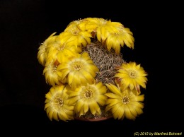 Sulcorebutia cardenasiana HS41a 2129 